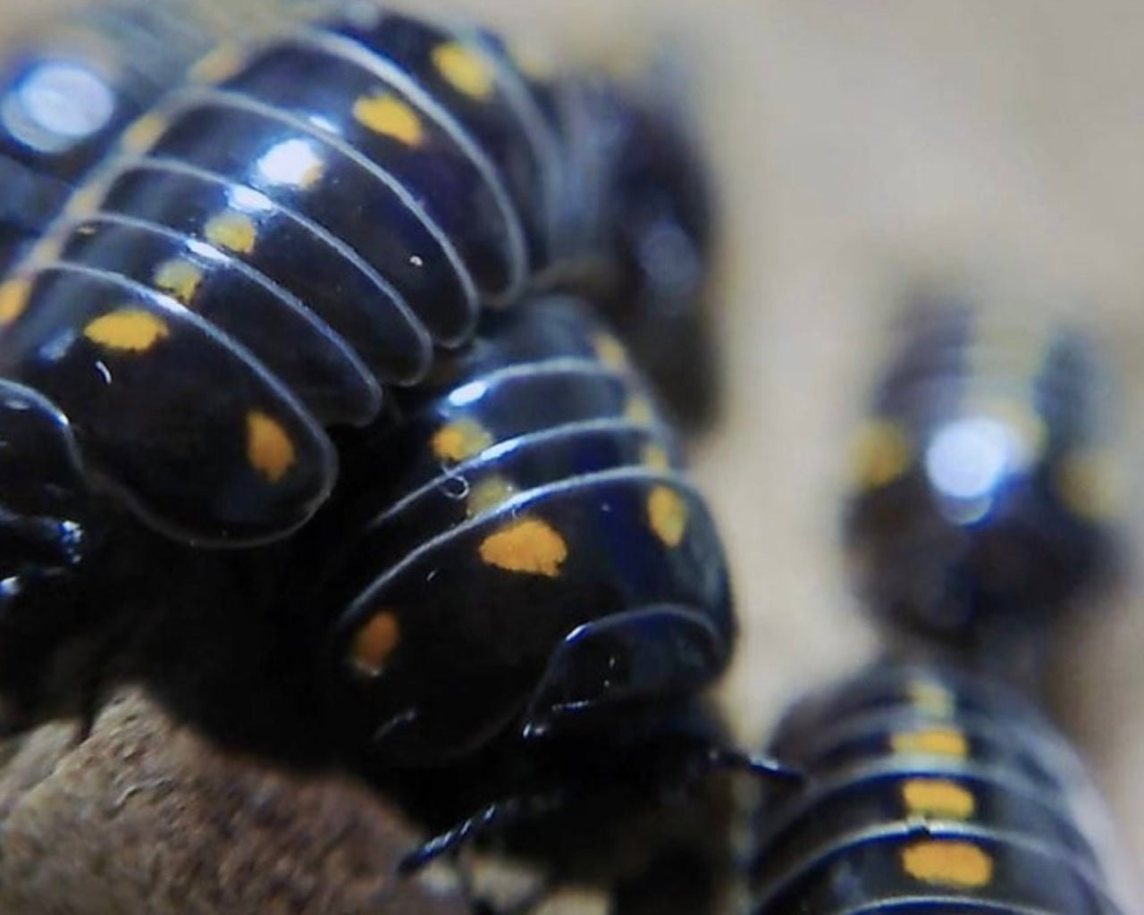 Pustulata Pill Millipede, (Glomeris pustulata) - Richard’s Inverts