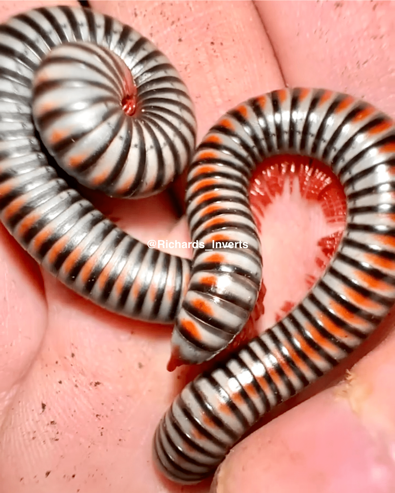 Rainbow Millipede, (Litostrophus segregatus) - Richard’s Inverts
