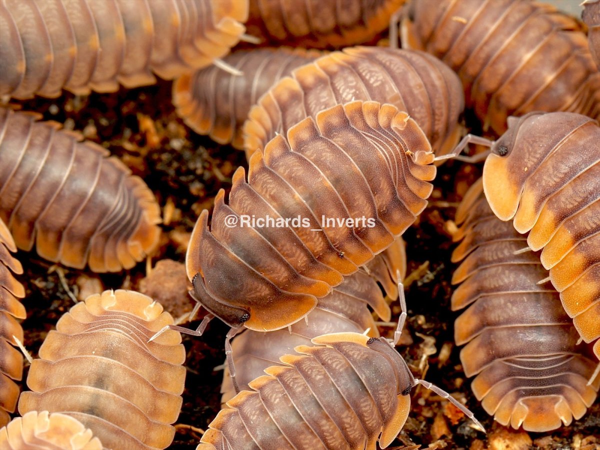Red Edge Isopod, (Cubaris sp. "Red Edge") - Richard’s Inverts