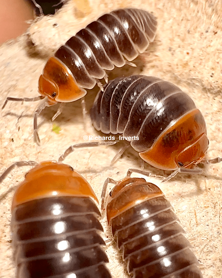 Red Head Isopod, (Armadillidium flavoscutatum "Red Head") - Richard’s Inverts