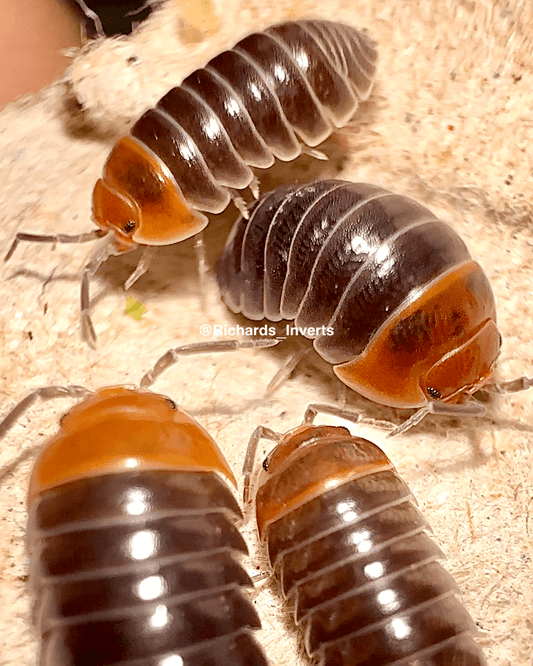 Red Head Isopod, (Armadillidium flavoscutatum "Red Head") - Richard’s Inverts