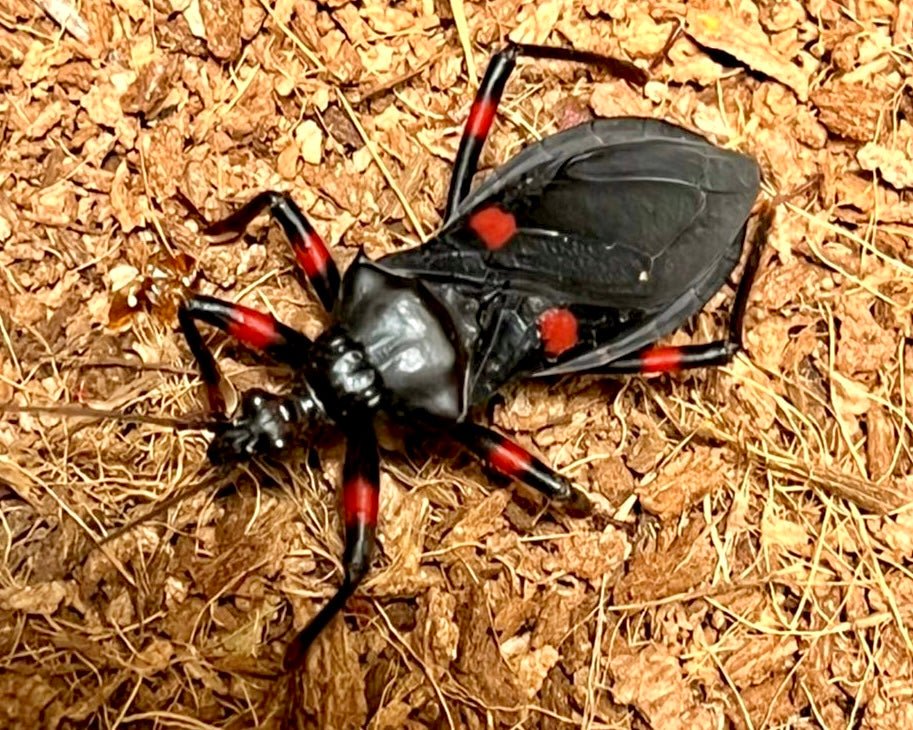 Red Spot Assassin Bug, (Platymeris laevicollis) - Richard’s Inverts