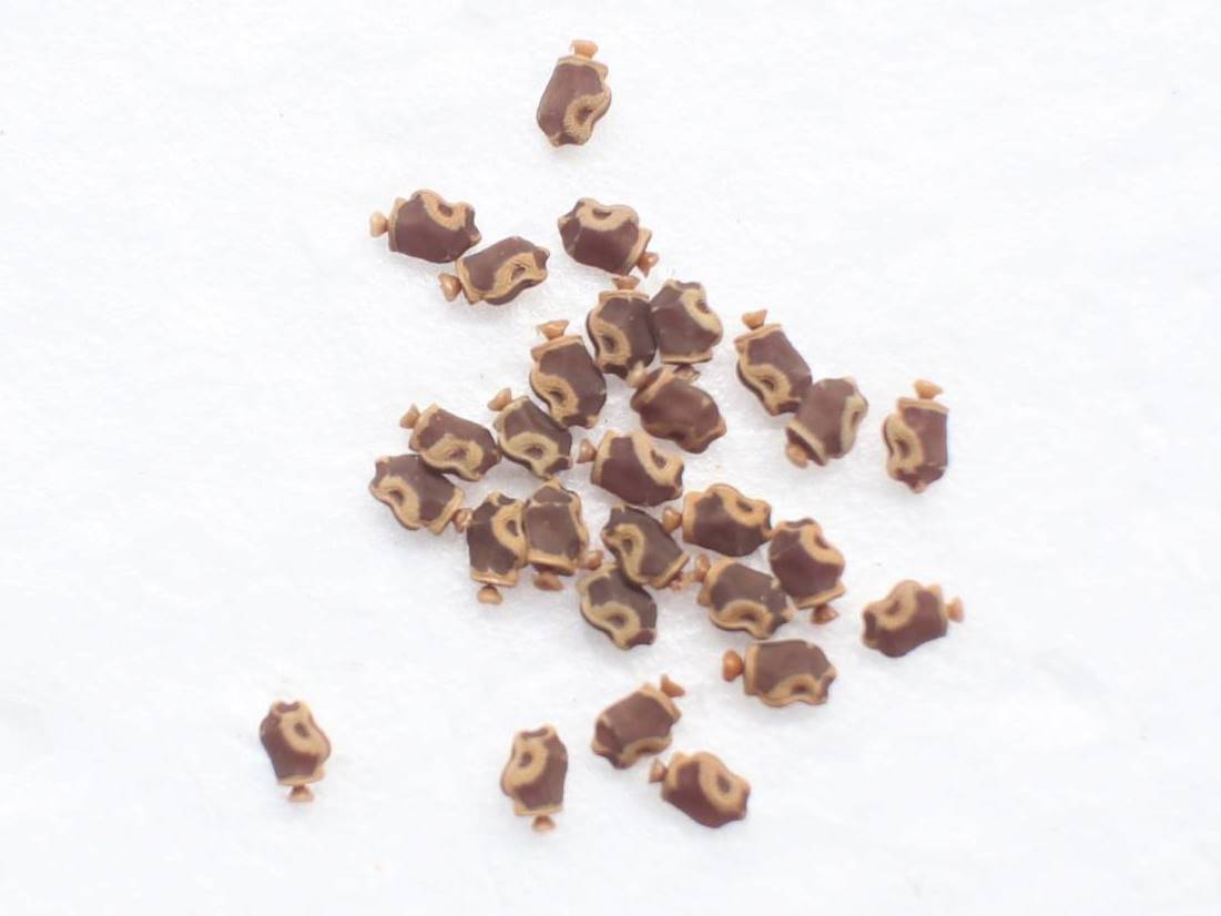 ⨂ Red Stick Insect, (Lonchodiodes sp. "Ilocos") - Richard’s Inverts