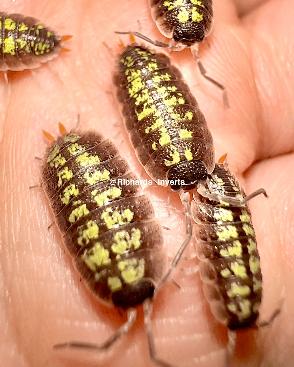 Red Uropod Isopod, (Porcellio sp. "Red Uropod") - Richard’s Inverts
