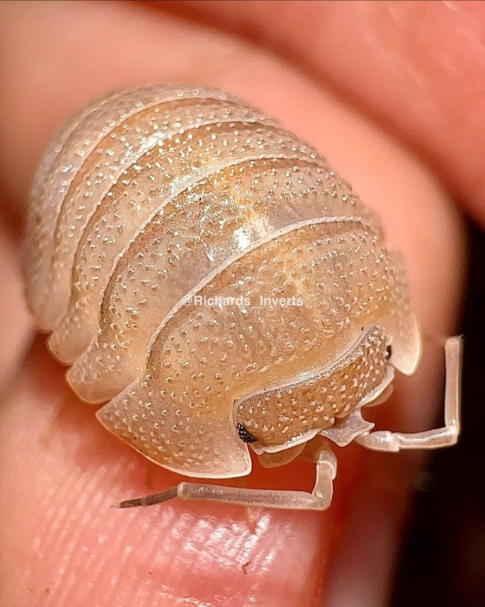 Sandstone Isopod, (Armadillidium scaberrimum) - Richard’s Inverts