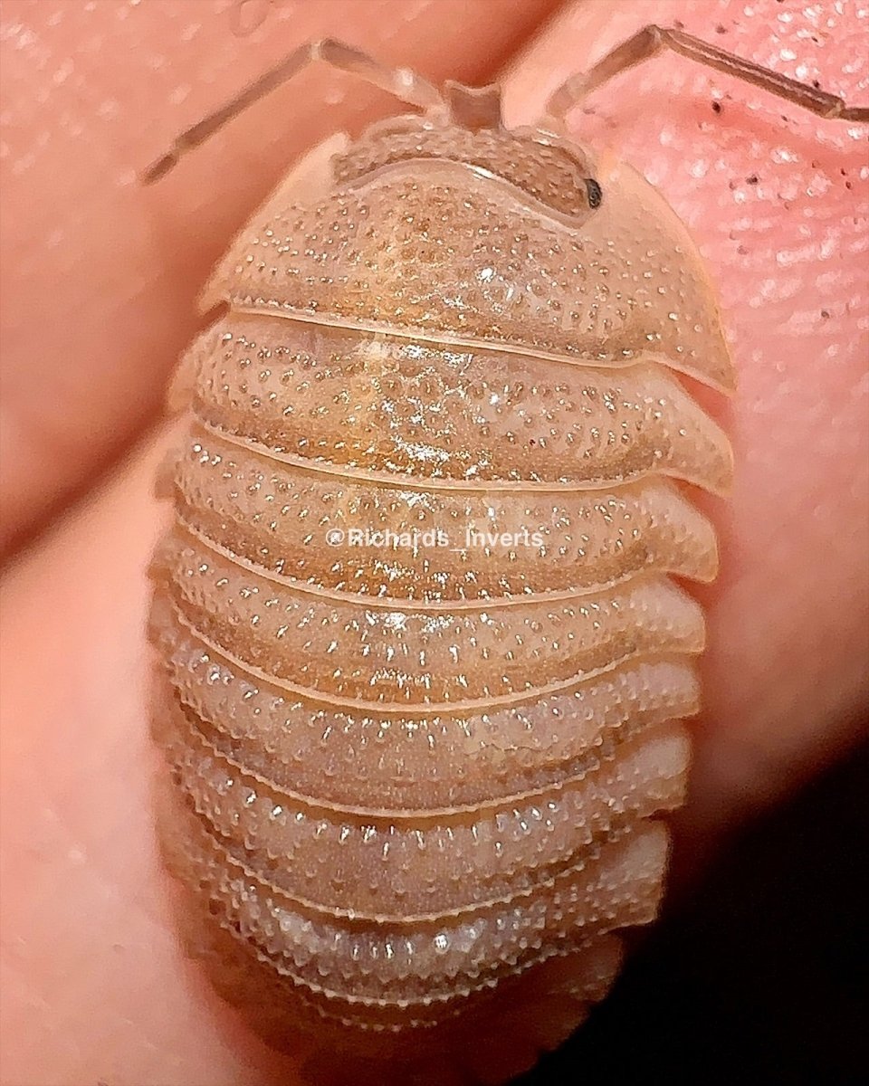 Sandstone Isopod, (Armadillidium scaberrimum) - Richard’s Inverts
