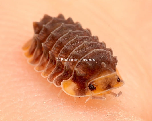 Shiny Gator Isopod, (Cubaris sp. "Shiny Gator") - Richard’s Inverts
