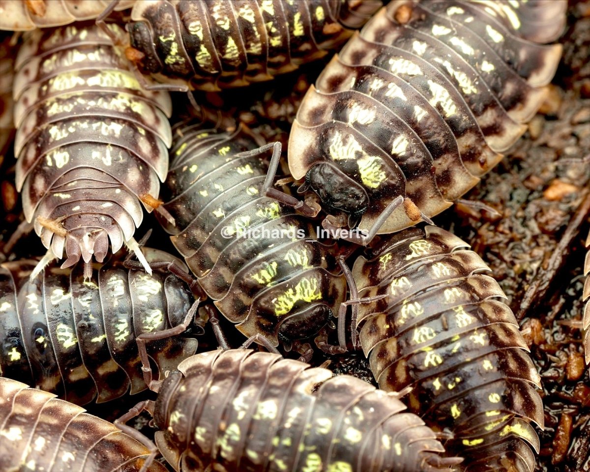 Shiny Skirted Isopod, (Oniscus asellus) - Richard’s Inverts