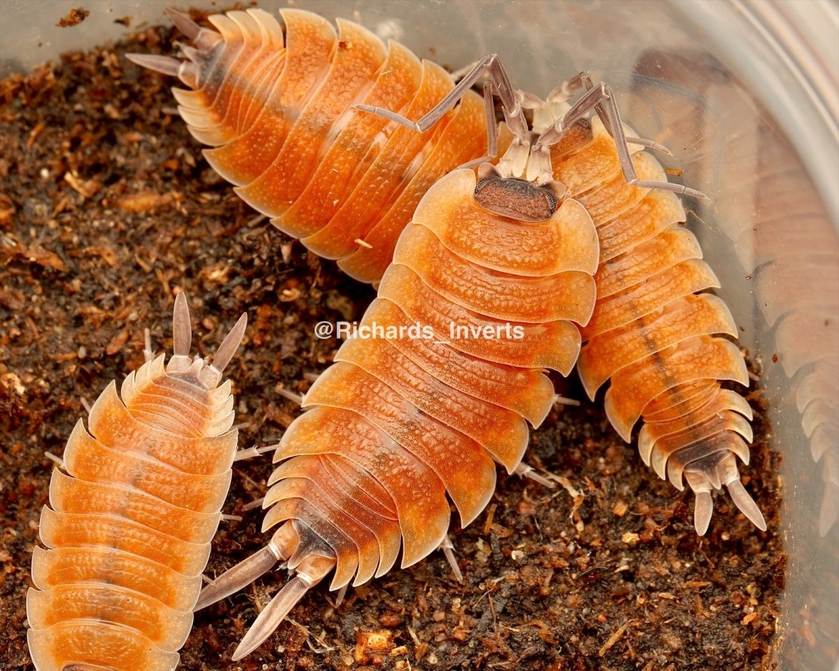 Silvestri Isopod "High Red", (Porcellio silvestri) - Richard’s Inverts