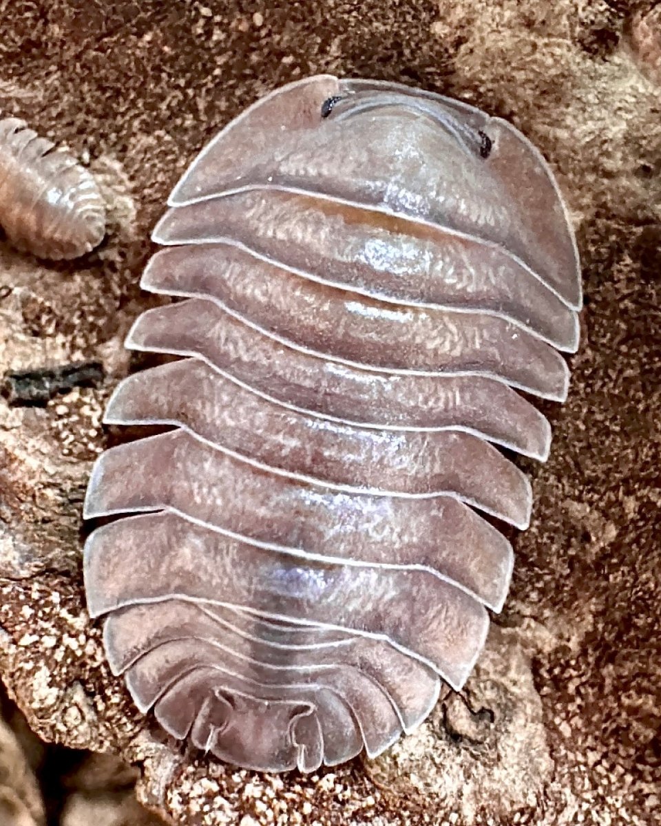 Soil Isopod, (Troglodillo sp. "Soil") - Richard’s Inverts