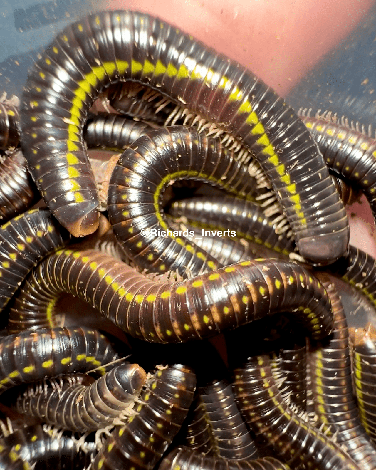 Spotted Bumblebee Millipede, (Anadenobolus leucostigma) - Richard’s Inverts