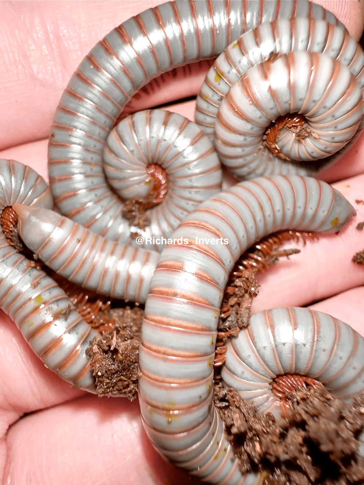 Steel Blue Millipede, (Atopochetus sp. "Steel Blue") - Richard’s Inverts