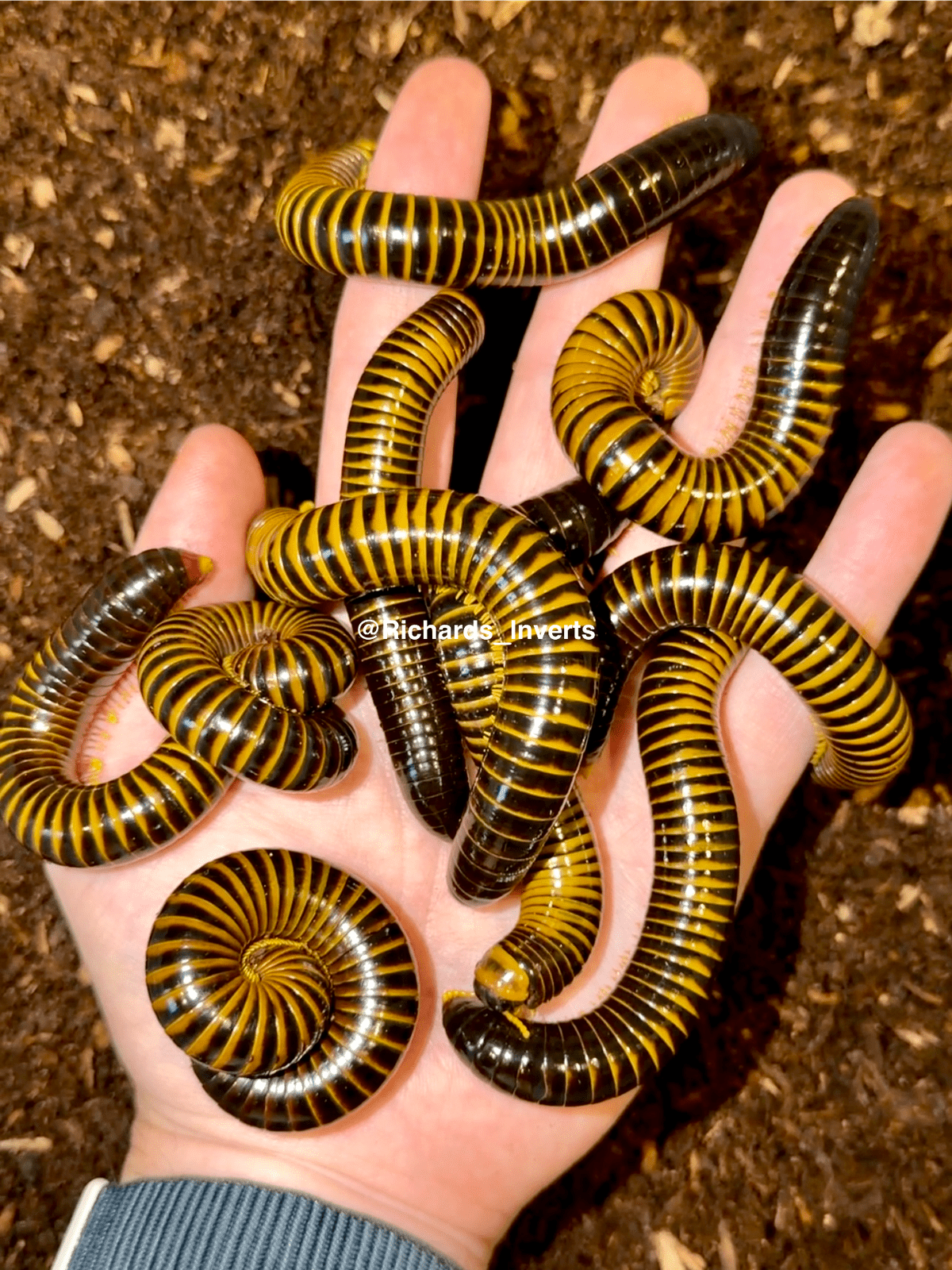 ⨂ Sulawesi Wasp Millipede, (Salpidobolus sp. "Sulawesi Wasp") - Richard’s Inverts