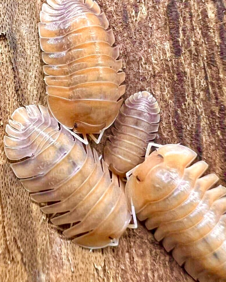 Sunset Queen Isopod, (Troglodillo sp. 'Sunset Queen') - Richard’s Inverts
