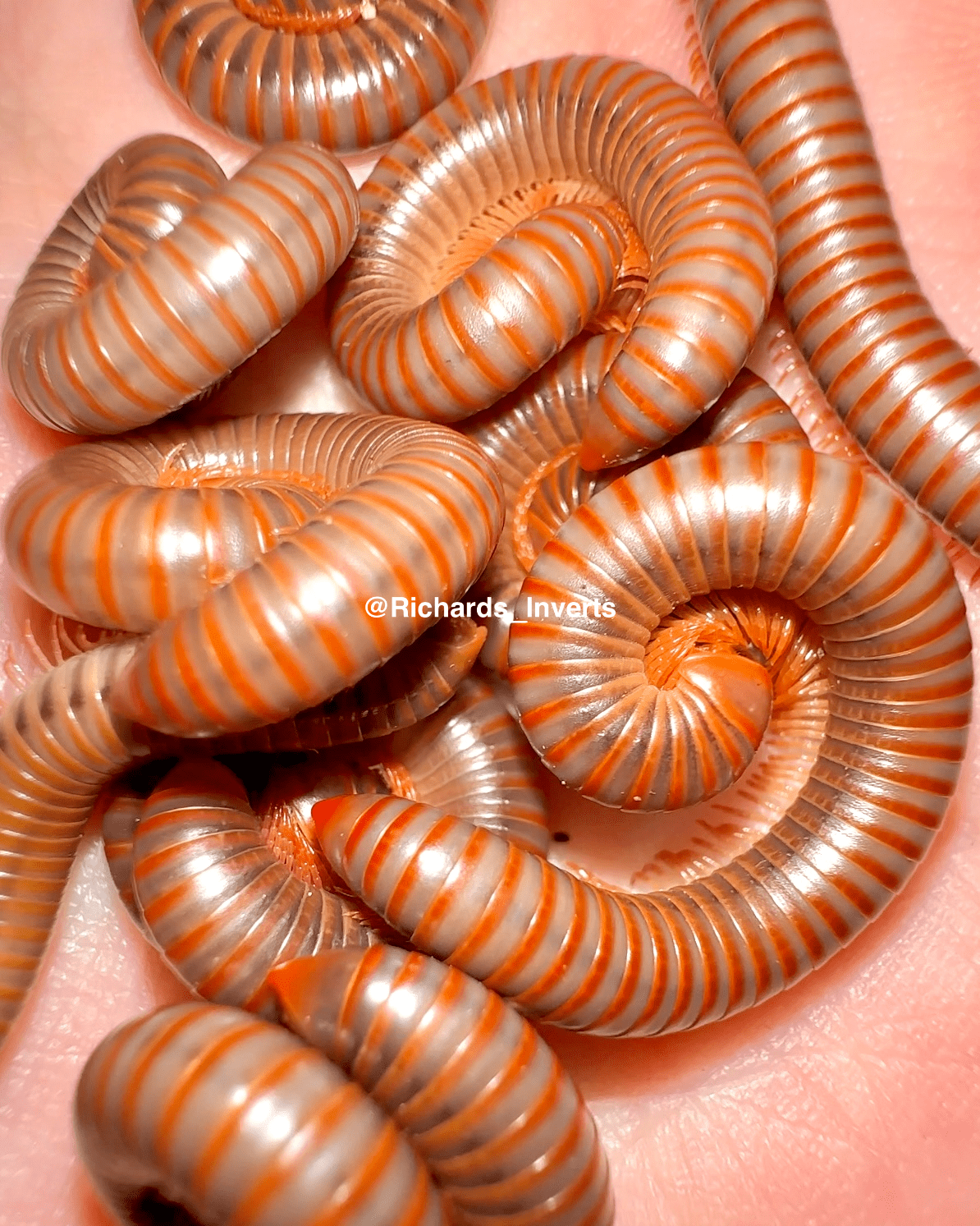 Thai Rainbow Millipede "Red Saturn", (Atopochetus spinimargo) - Richard’s Inverts