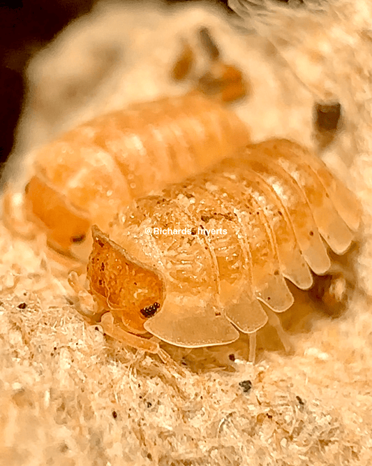 Triceratops Isopod, (Armadillidium hauseni) - Richard’s Inverts