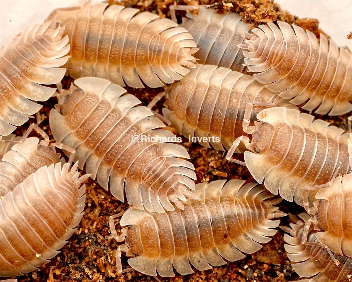 Trilobite Isopod, (Trachelipus trilobatus) - Richard’s Inverts