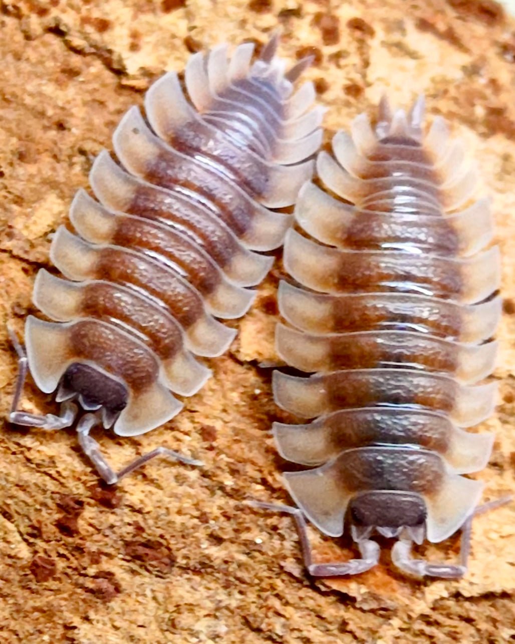 Trilobite Isopod, (Trachelipus trilobatus) - Richard’s Inverts