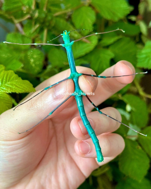 Turquoise Stick Insect, (Myronides glaucus "Peleng") - Richard’s Inverts