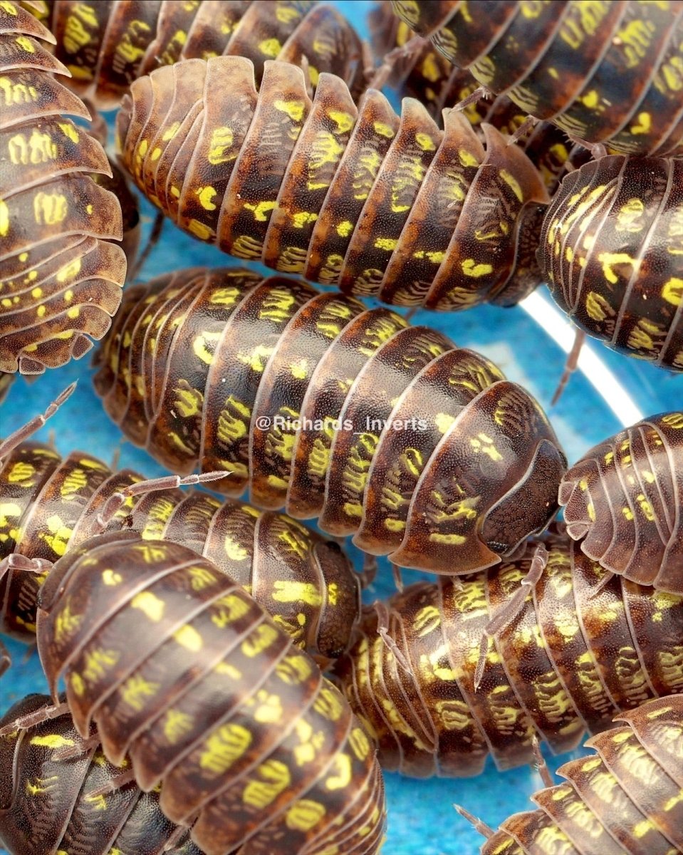 Versicolor Isopods, (Armadillidium versicolor) - Richard’s Inverts