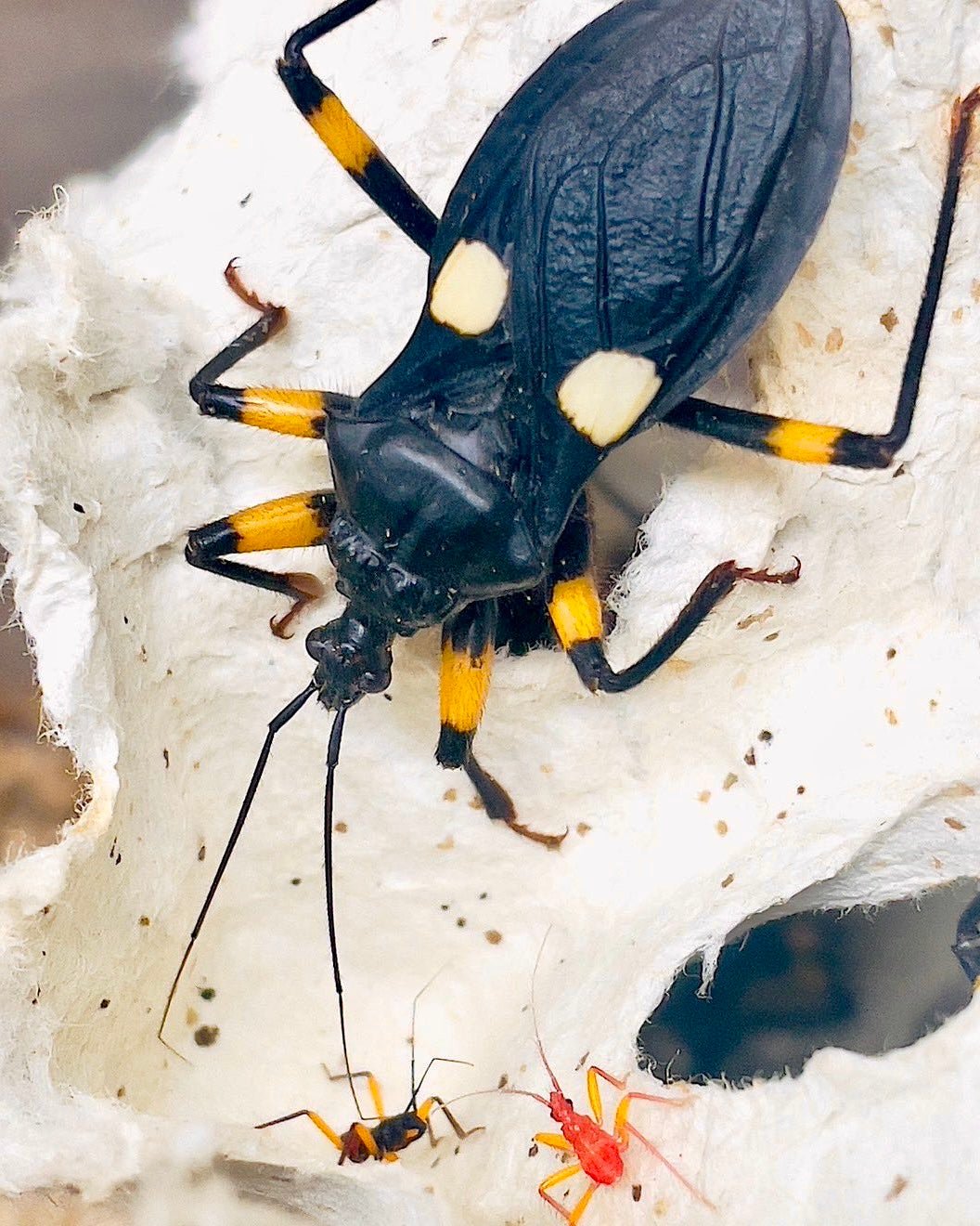 White Spot Assassin Bug, (Platymeris biguttatus) - Richard’s Inverts
