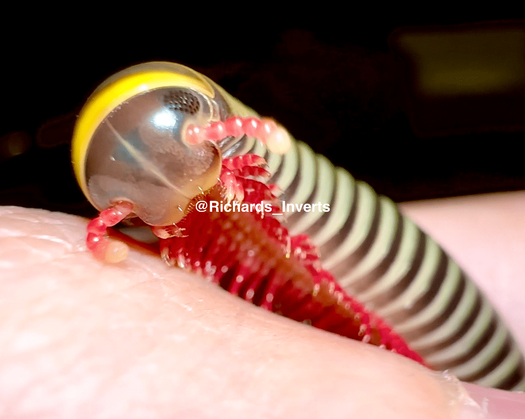 ⨂ Yellow Flash Millipede, (Salpidobolus sp. "Gorontalo") - Richard’s Inverts