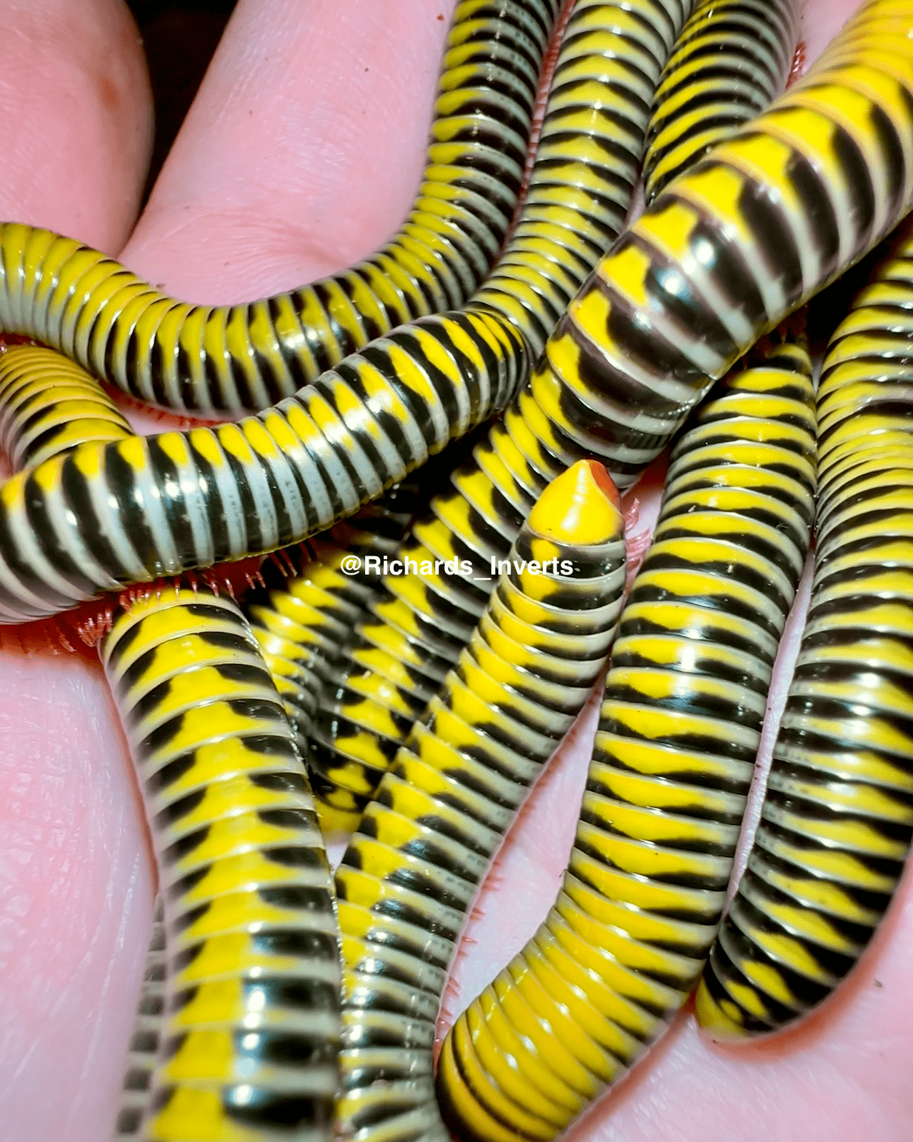 ⨂ Yellow Flash Millipede, (Salpidobolus sp. "Gorontalo") - Richard’s Inverts