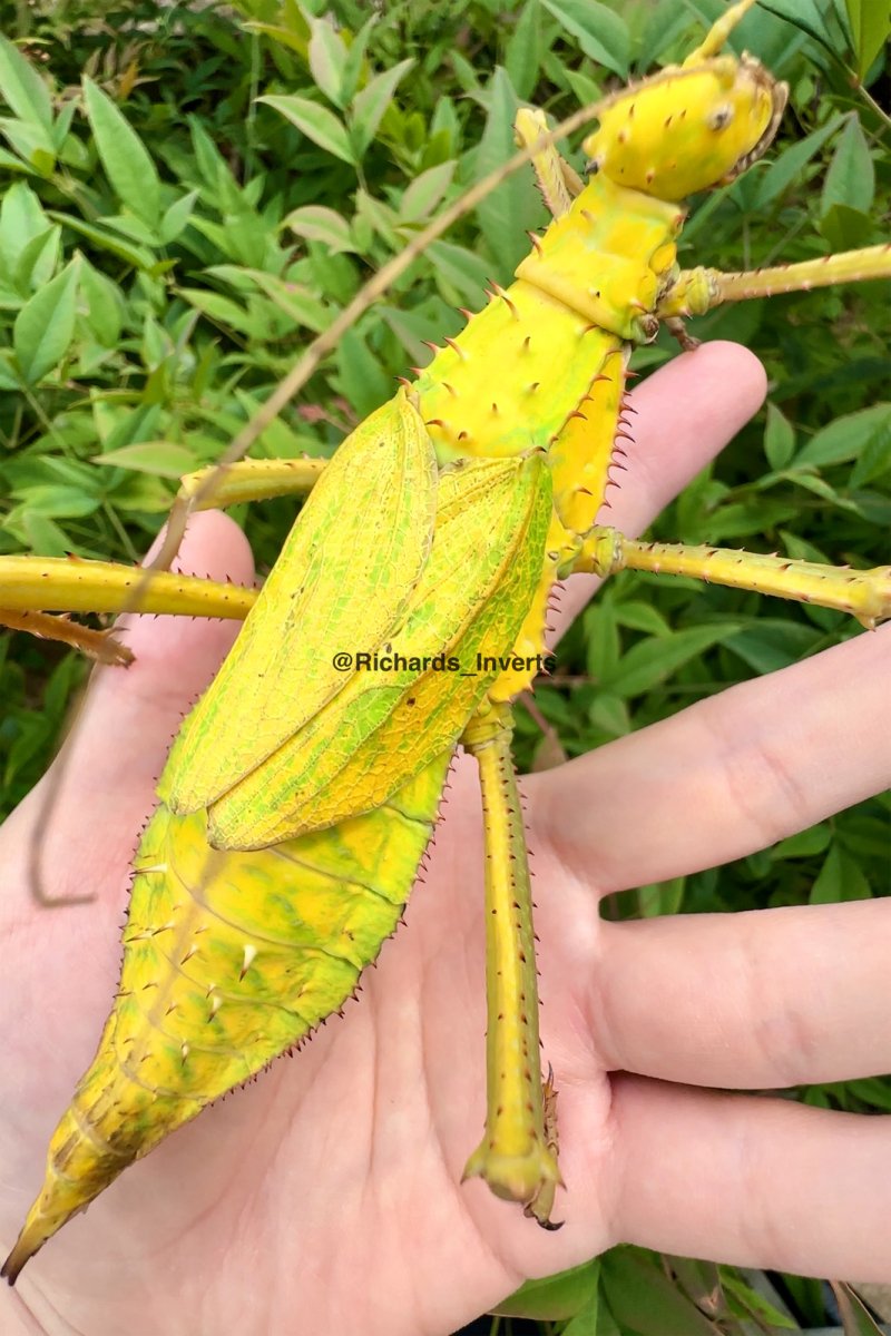 "Yellow" Jungle Nymph Stick Insect, (Heteropteryx dilatata) - Richard’s Inverts