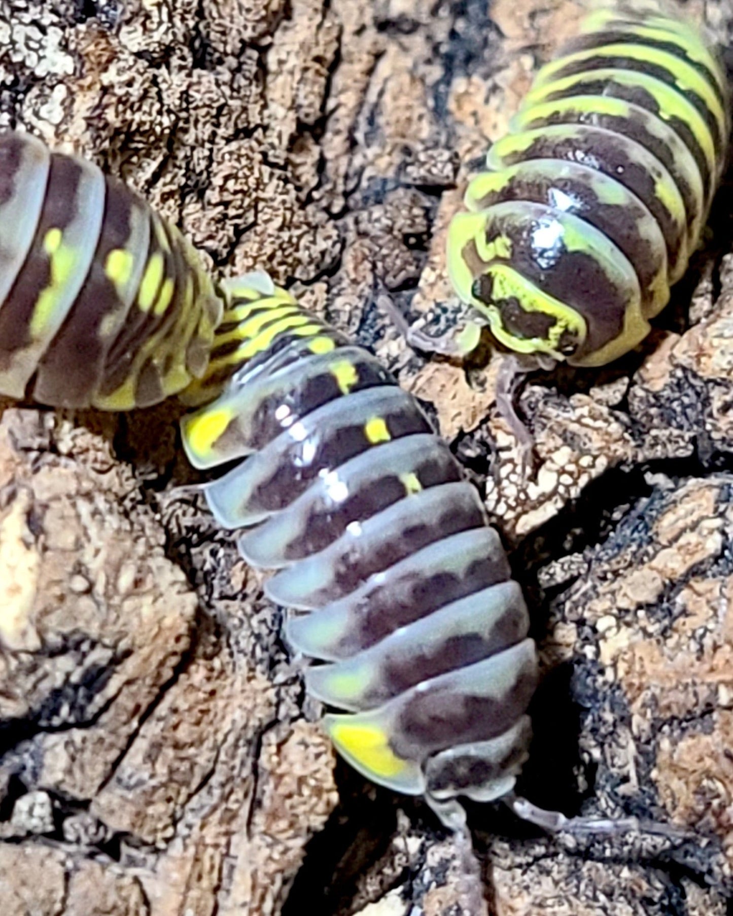 Zebra Isopod "Chimera", (Armadillidium maculatum) - Richard’s Inverts