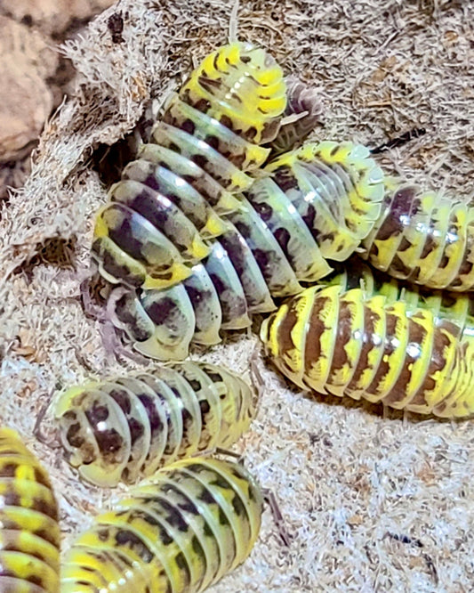 Zebra Isopod "Chimera", (Armadillidium maculatum) - Richard’s Inverts