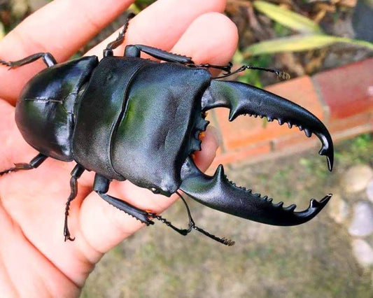 ADULTS - Palawan Stag Beetle, (Dorcus palawanicus) - Richard’s Inverts