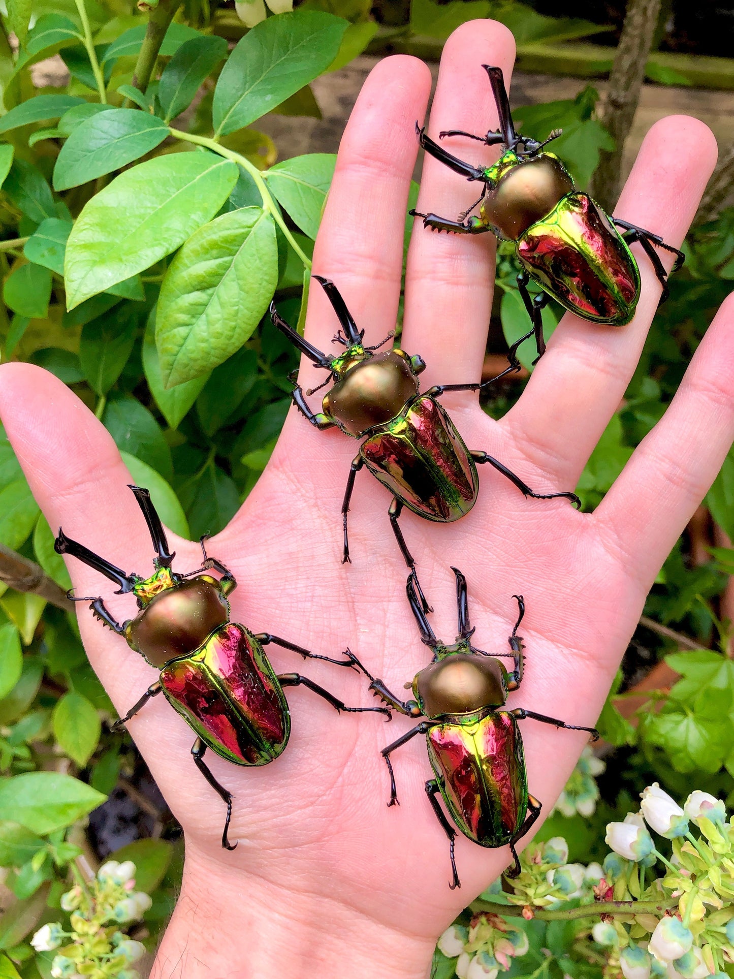 Larvae - Rainbow Stag Beetle, (Phalacrognathus muelleri) - Richard’s Inverts