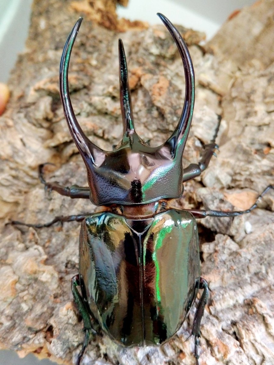 ADULTS - Atlas Rhino Beetle, (Chalcosoma atlas) - Richard’s Inverts