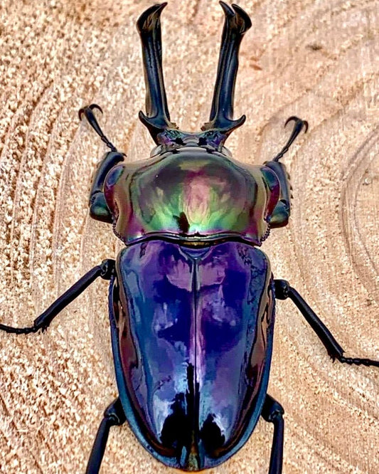 ADULTS - "Black Pearl" Rainbow Stag Beetle, (Phalacrognathus muelleri) - Richard’s Inverts
