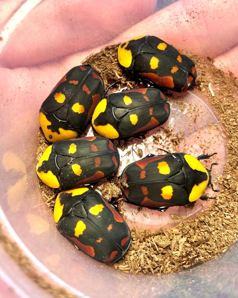 ⨂ ADULTS - Candy Flower Beetle, (Pachnoda iskuulka) - Richard’s Inverts