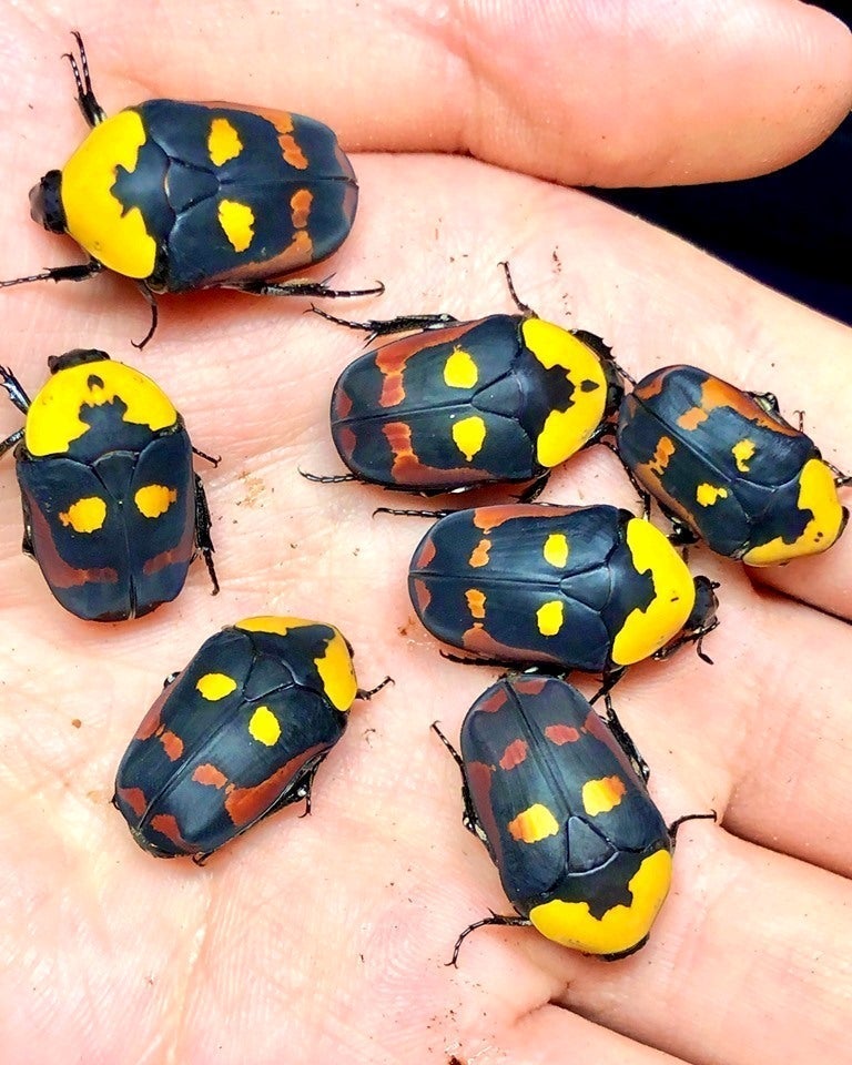 ⨂ ADULTS - Candy Flower Beetle, (Pachnoda iskuulka) - Richard’s Inverts