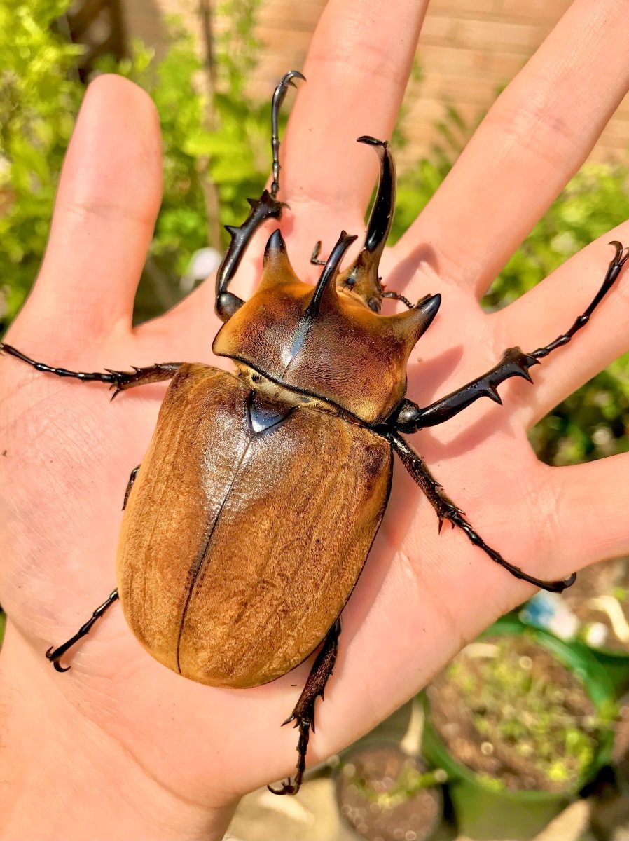 ADULTS - Elephant Rhino Beetle, (Megasoma typhon) - Richard’s Inverts