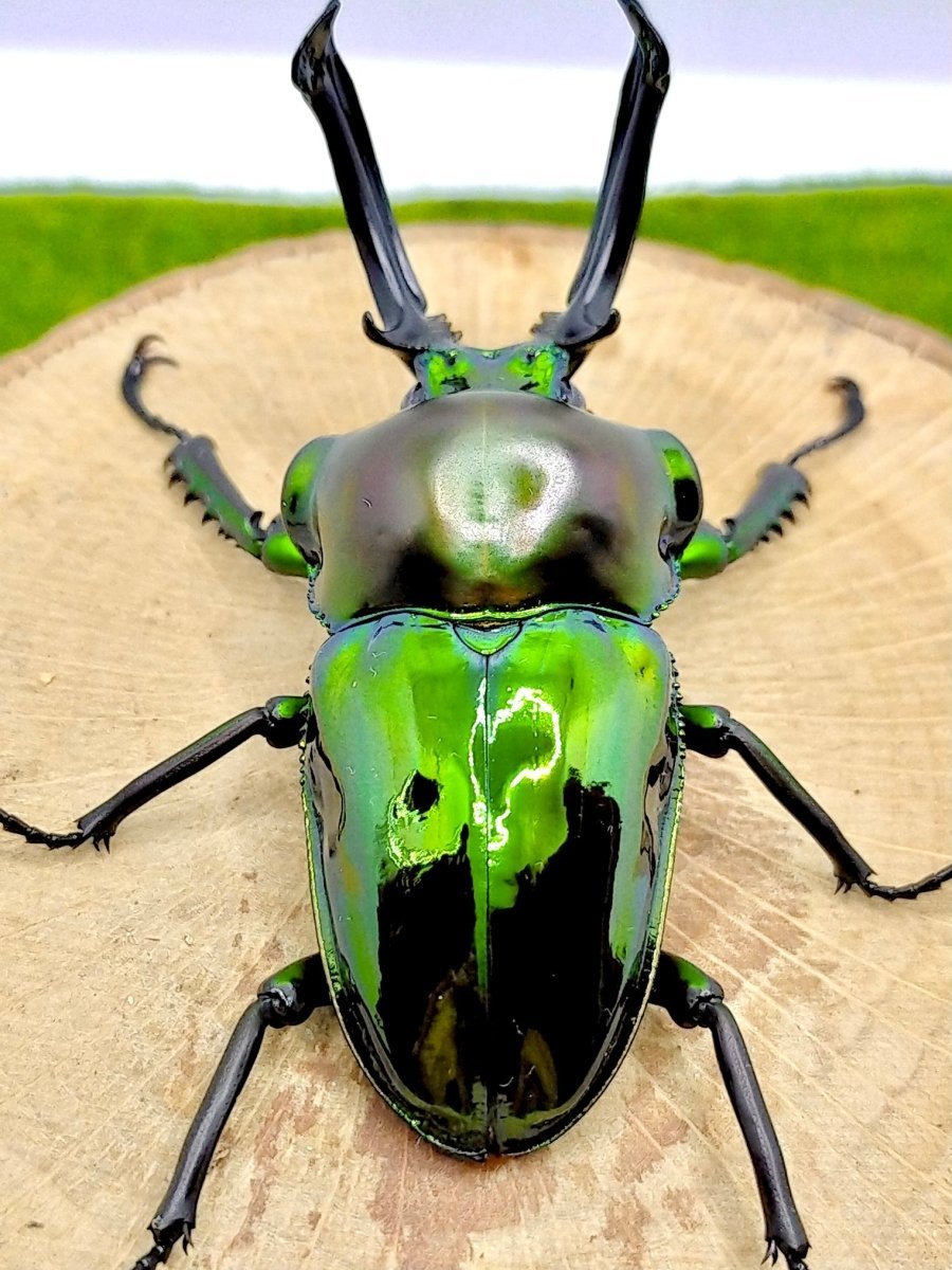 ADULTS - "Emerald" Rainbow Stag Beetle, (Phalacrognathus muelleri) - Richard’s Inverts