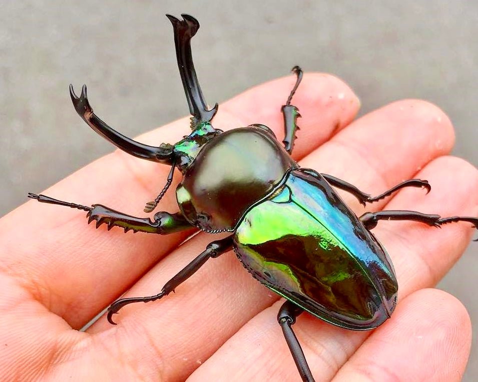 ⨂⨂⨂ ADULTS - "Emerald" Rainbow Stag Beetle, (Phalacrognathus muelleri) - Richard’s Inverts