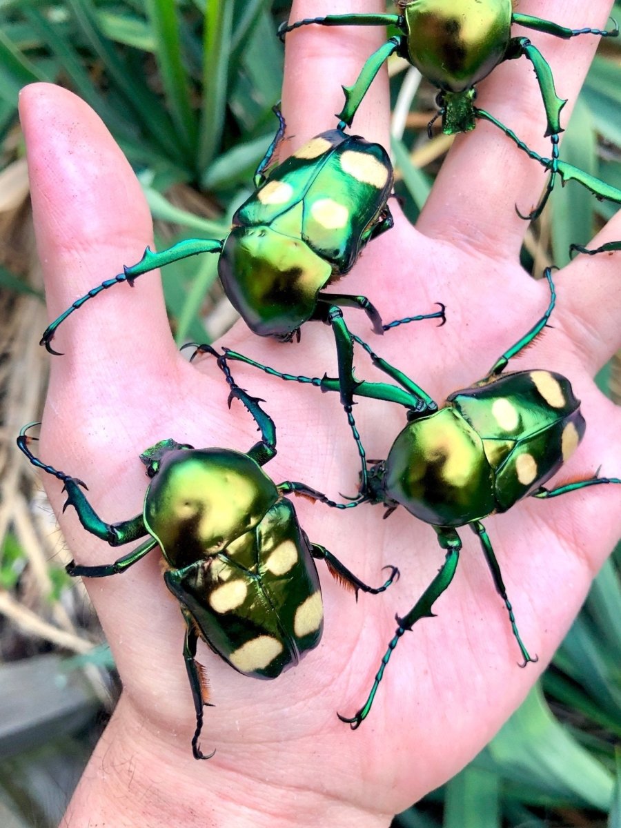 ⨂ ADULTS - Four Spot Flower Beetle, (Jumnos ruckeri) - Richard’s Inverts
