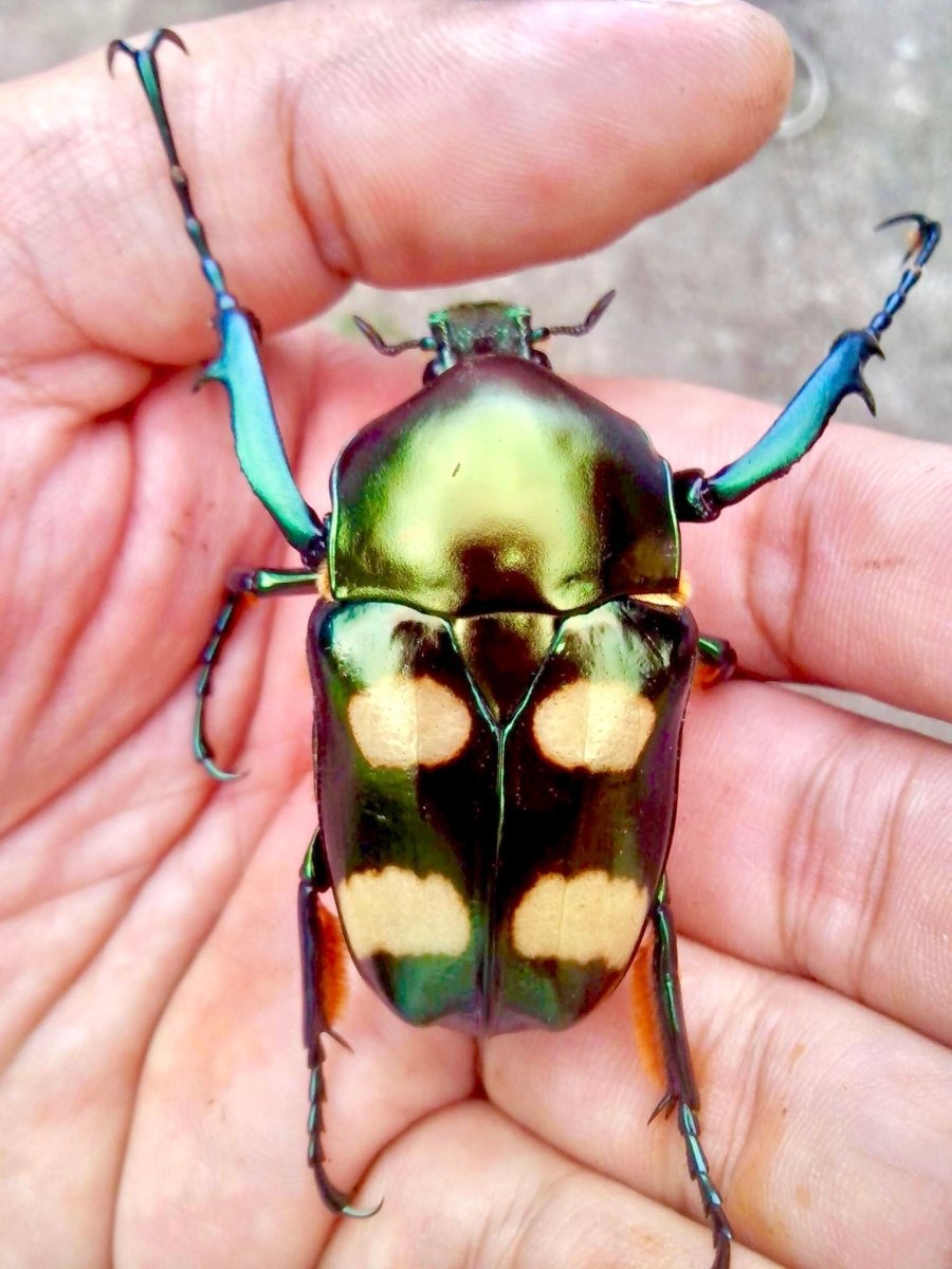 ⨂ ADULTS - Four Spot Flower Beetle, (Jumnos ruckeri) - Richard’s Inverts