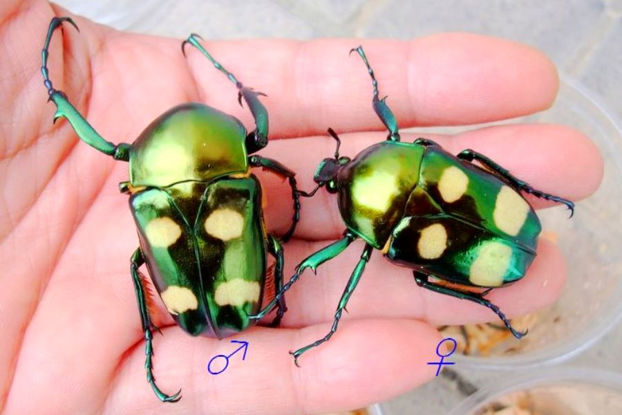 ⨂ ADULTS - Four Spot Flower Beetle, (Jumnos ruckeri) - Richard’s Inverts