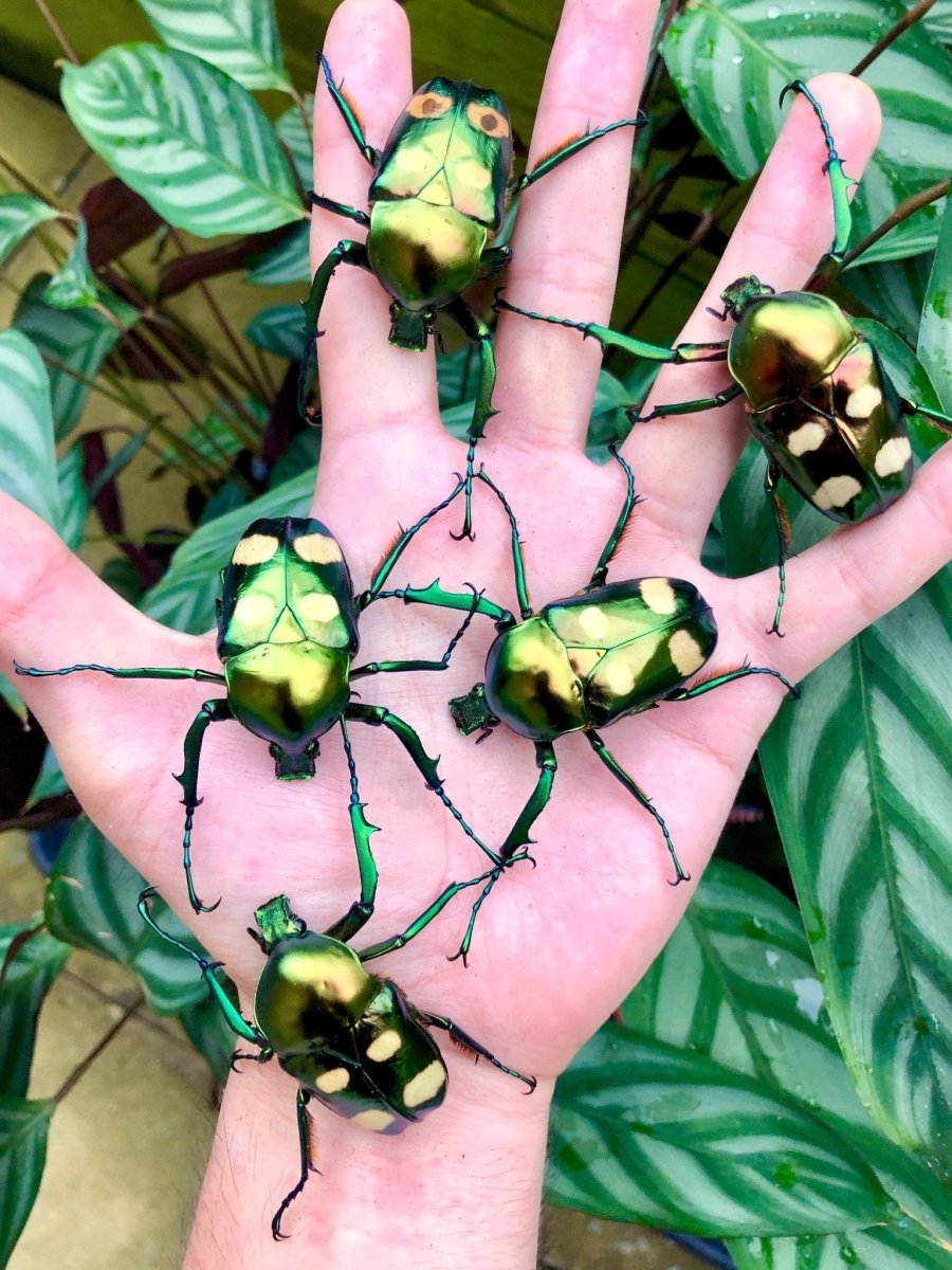 ⨂ ADULTS - Four Spot Flower Beetle, (Jumnos ruckeri) - Richard’s Inverts