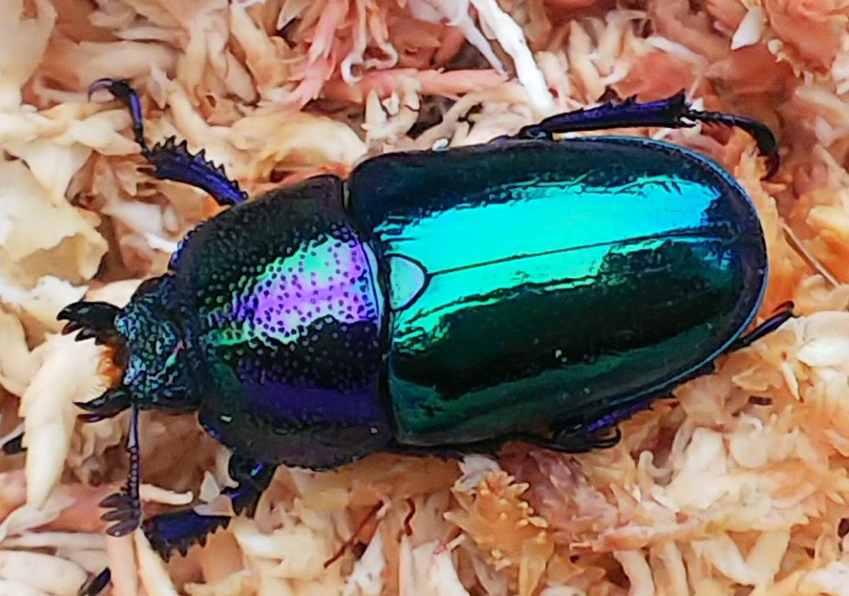 ⨂ ADULTS - "Aurora" Jewel Stag Beetle, (Lamprima adolphinae) - Richard’s Inverts