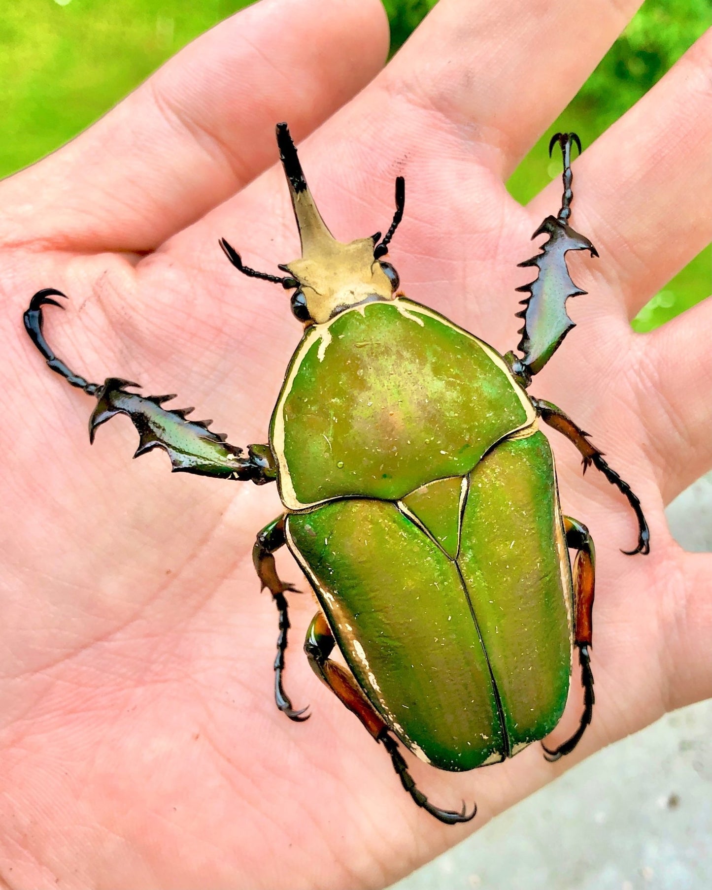⨂ ADULTS - Giant Flower Beetle, (Mecynorrhina immaculicollis) - Richard’s Inverts