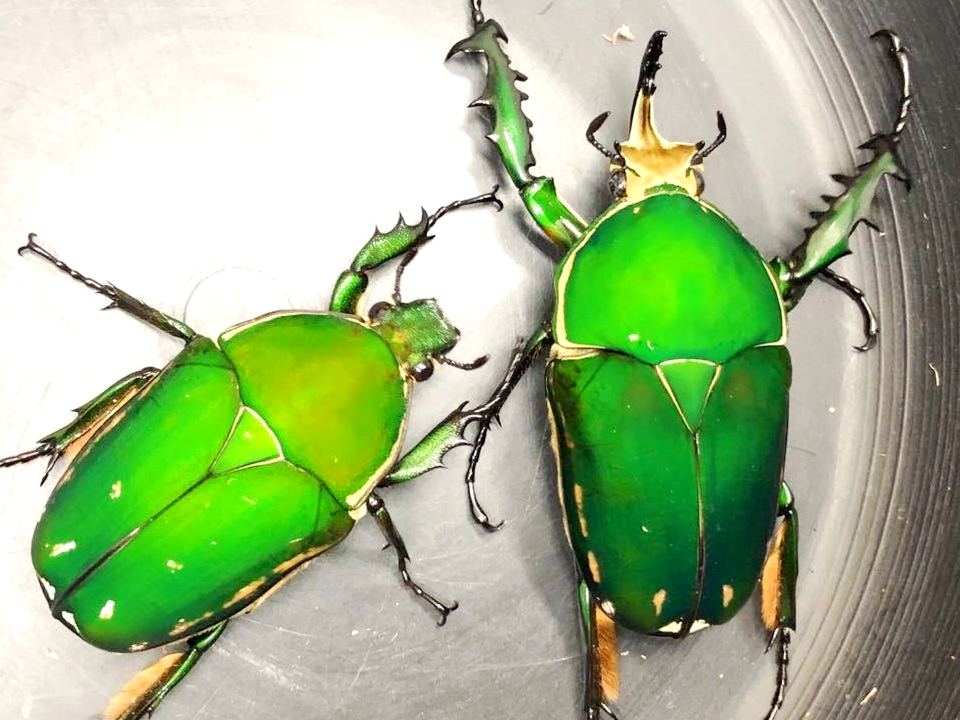 ⨂ ADULTS - Giant Flower Beetle, (Mecynorrhina immaculicollis) - Richard’s Inverts