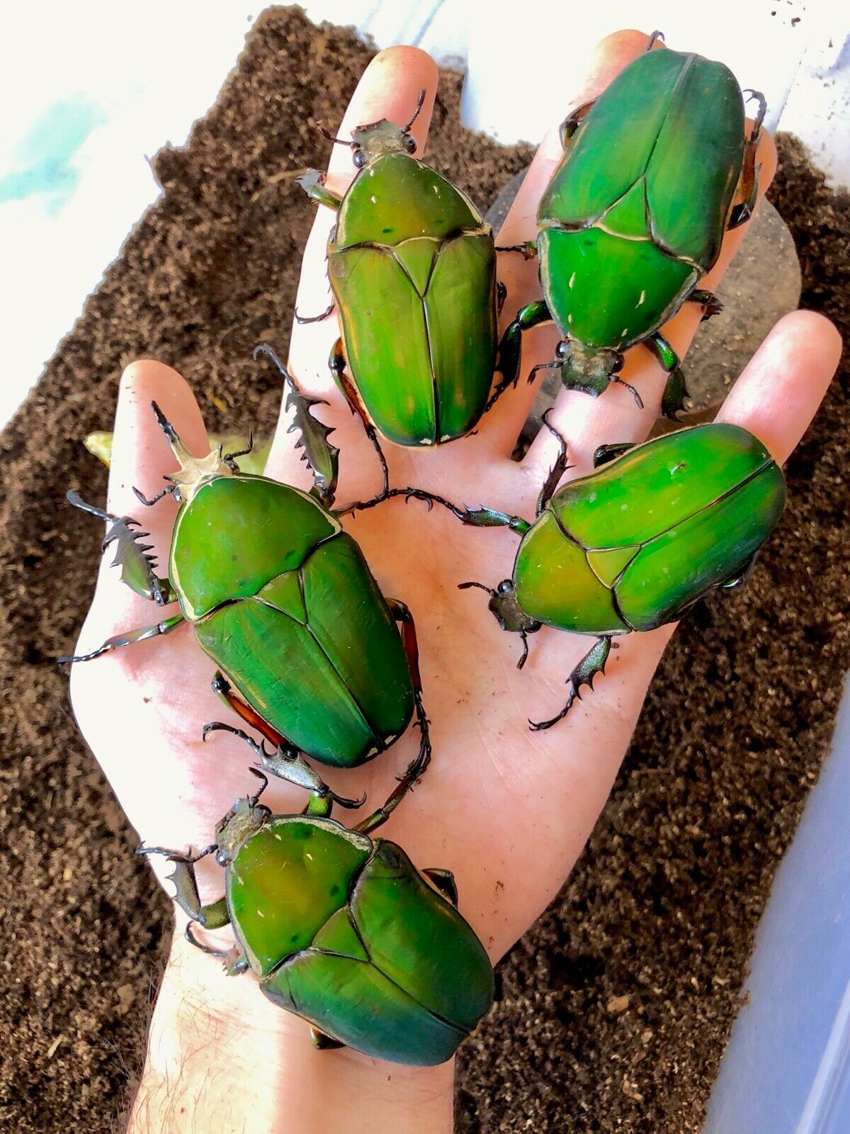 ⨂ ADULTS - Giant Flower Beetle, (Mecynorrhina immaculicollis) - Richard’s Inverts