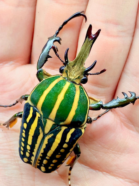 ADULTS - Giant Flower Beetle, (Mecynorrina savagei) - Richard’s Inverts