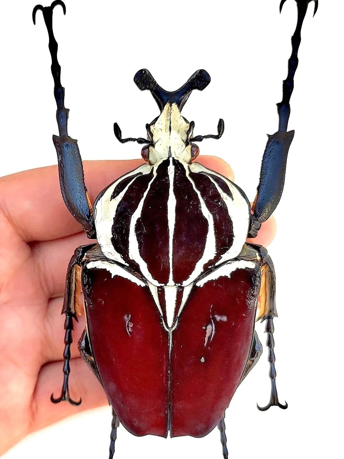 ADULTS - Goliath Flower Beetle, (Goliathus goliatus) - Richard’s Inverts