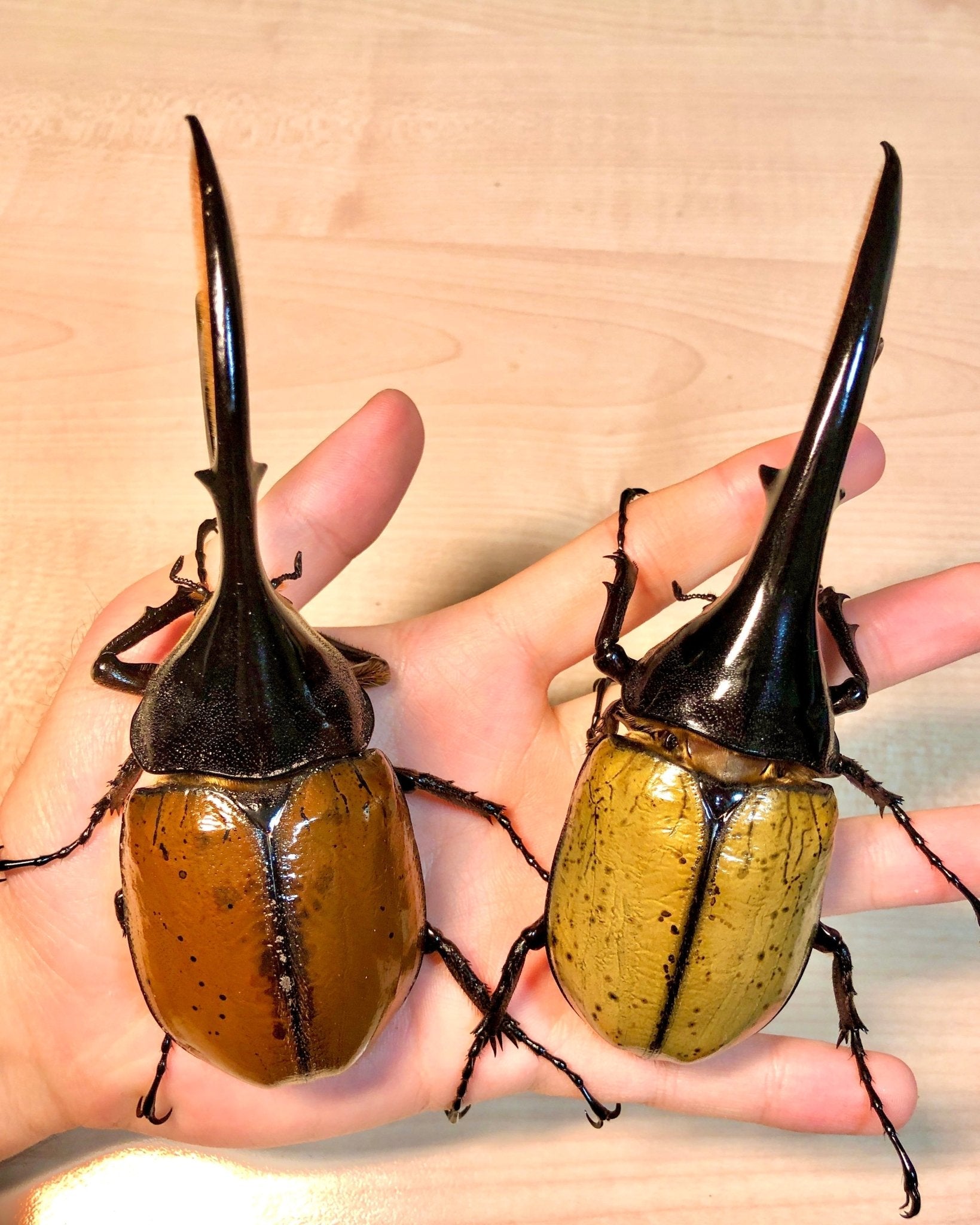 ⨂ ADULTS - Hercules Rhino Beetle, (Dynastes hercules) - Richard’s Inverts